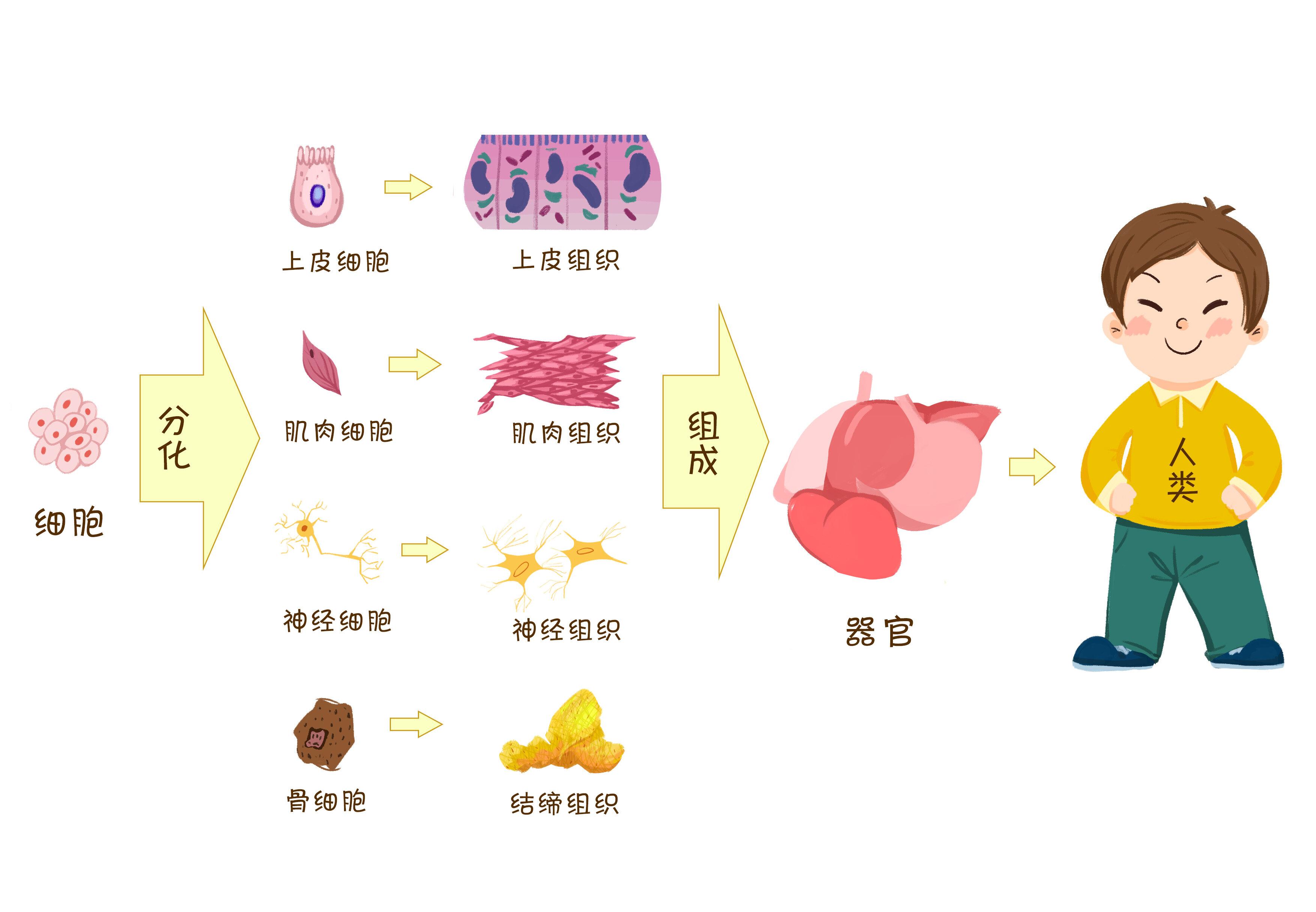 细胞分裂：6个好玩点揭秘，为什么细胞需要分裂？