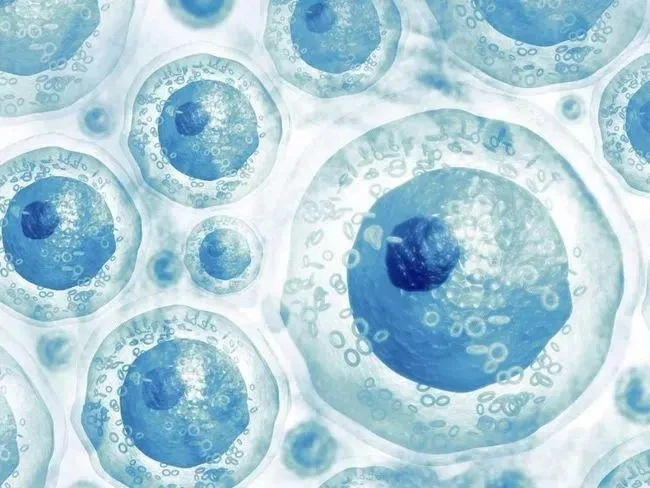 微整打的干细胞是什么_微整干细胞到底能不能打_微整干细胞安全吗