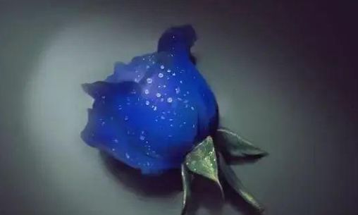 彩虹岛 蓝色妖姬 剧情任务过了以后进不去_彩虹岛放弃剧情任务_彩虹岛蓝色妖姬剧情任务