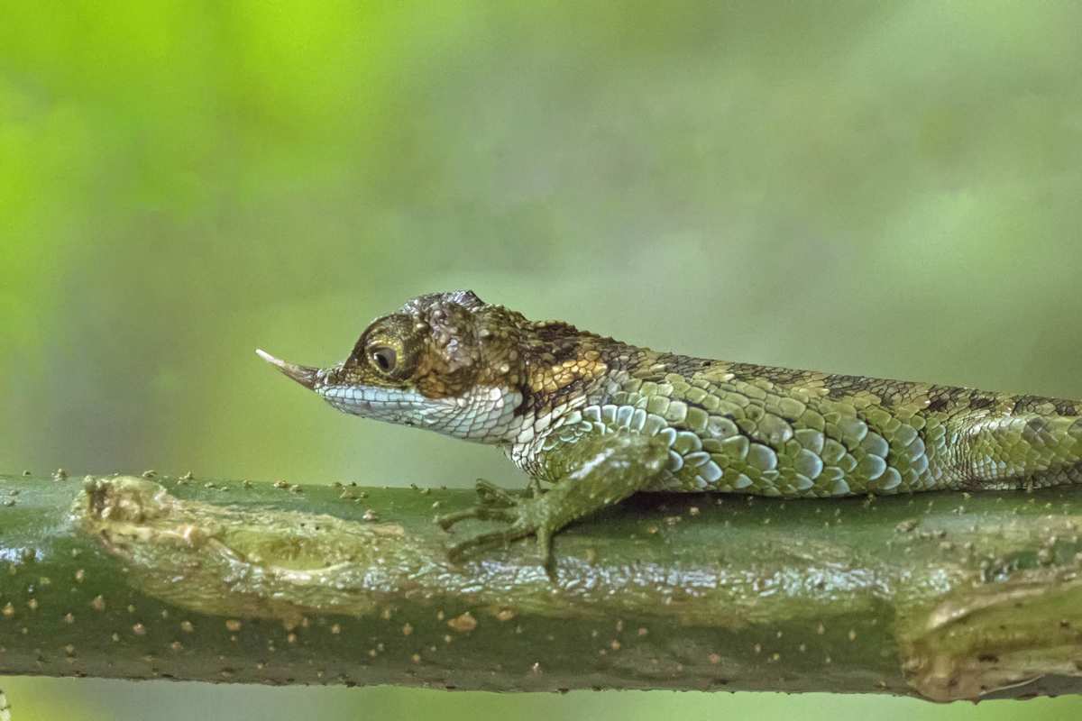 撒旦鸭嘴水族箱里能长多大_刺尾蜥蜴长多大_泰加蜥蜴能长多大