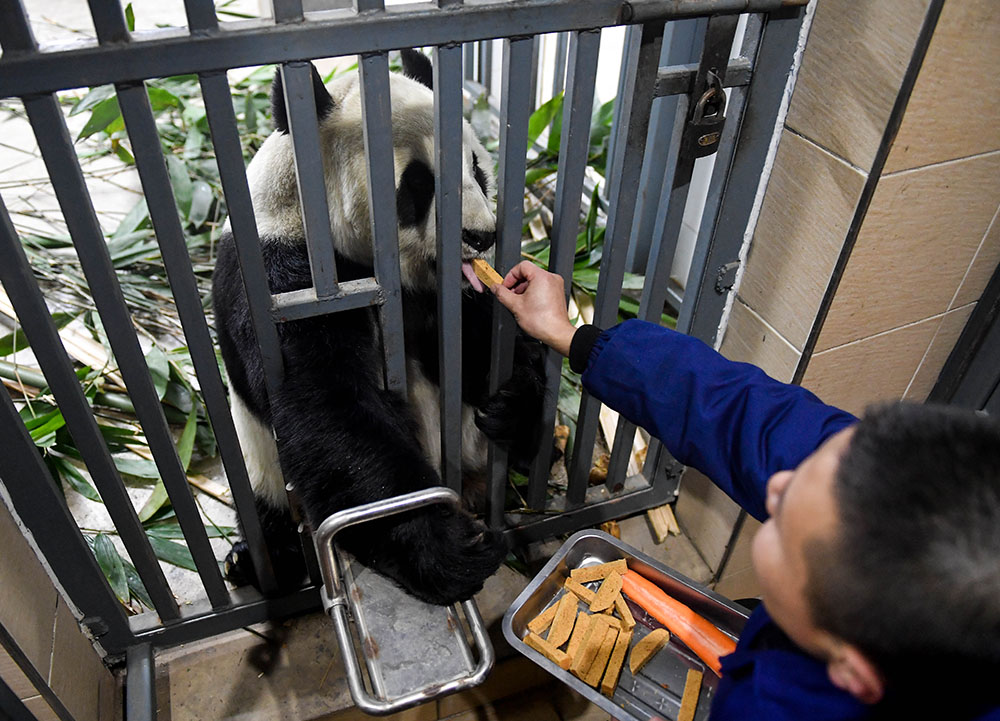 白骨精养成记_熊猫养成记提现可靠吗_娱乐圈快穿熊猫的养成日记