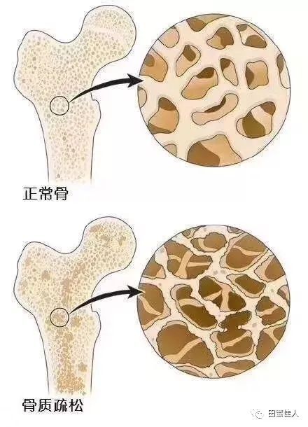 蒙牛纯牛奶营养成分表_扇子骨有什么营养成分_海参的营养成分表