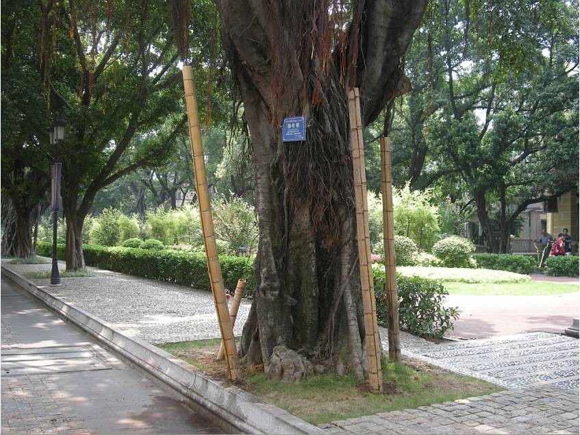 大树需要什么支撑的意思是_横排撑板支撑啥意思_支撑岗位是什么意思
