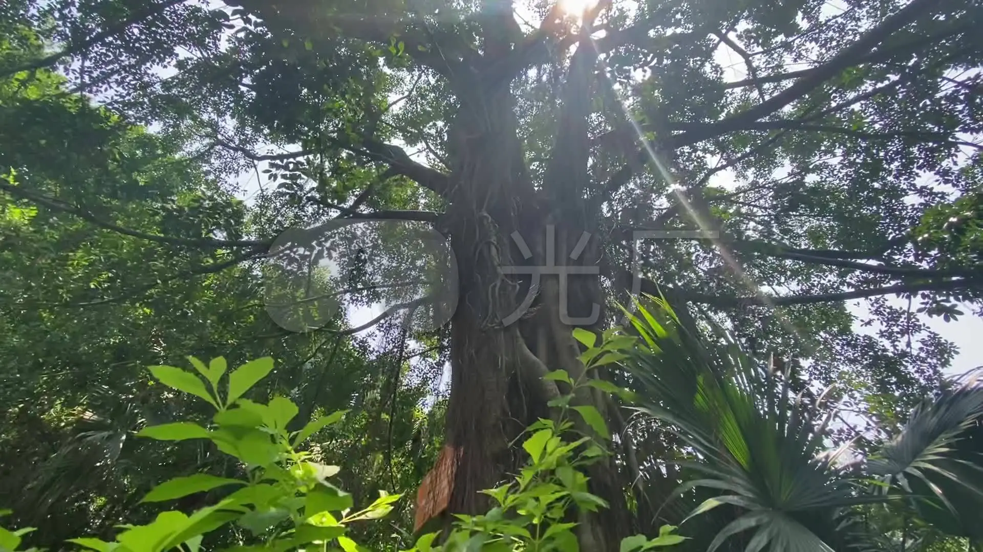 支撑岗位是什么意思_横排撑板支撑啥意思_大树需要什么支撑的意思是