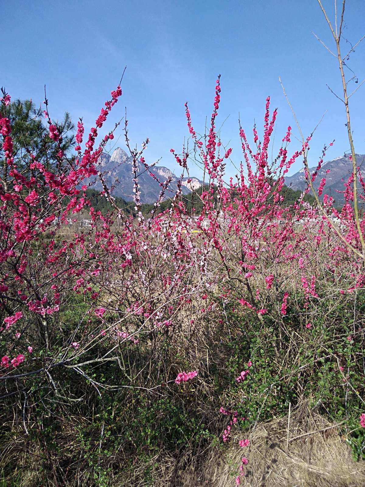 桃花源记手游野花刷新提示_桃花源记野外boss刷新时间_桃花源记手游野外鲜花几点刷