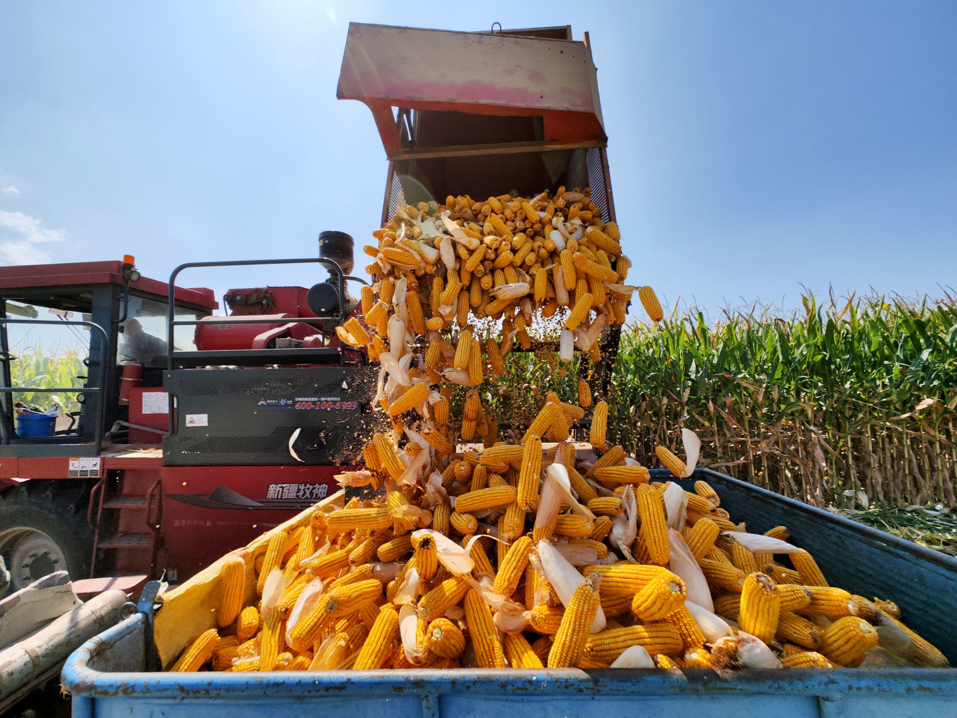 玉米收割机多少钱一台大型勇猛_勇猛玉米收割机维修与保养视频_勇猛玉米收割加抛送器