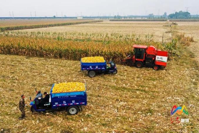 玉米收割机多少钱一台大型勇猛_勇猛玉米收割加抛送器_勇猛玉米收割机维修与保养视频