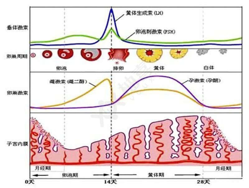 女性安全期计算器下载_如果计算女性安全期_女性安全期是什么时候计算器