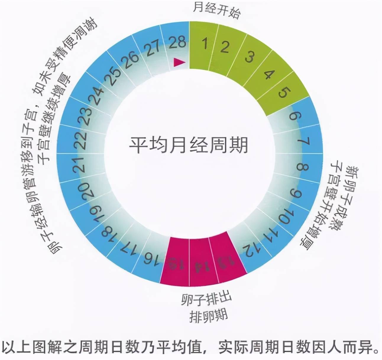 女性安全期计算器下载_女性安全期是什么时候计算器_如果计算女性安全期