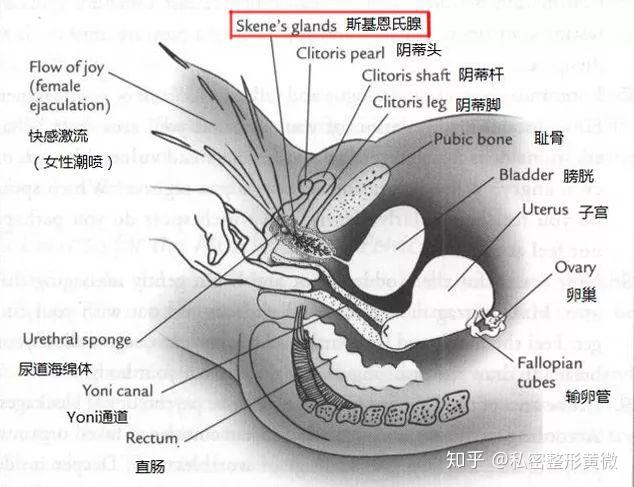 欧美极品尿交_欧美人与狗交_欧美丝交