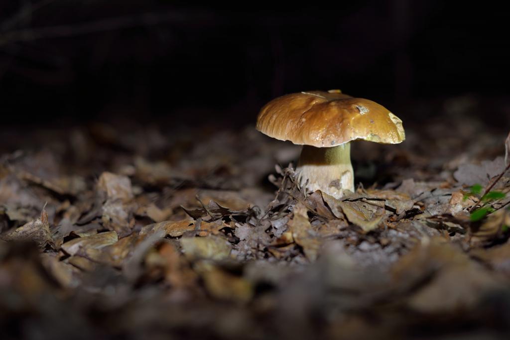 忧郁蘑菇_忧郁蘑菇的成长史_忧郁蘑菇原型