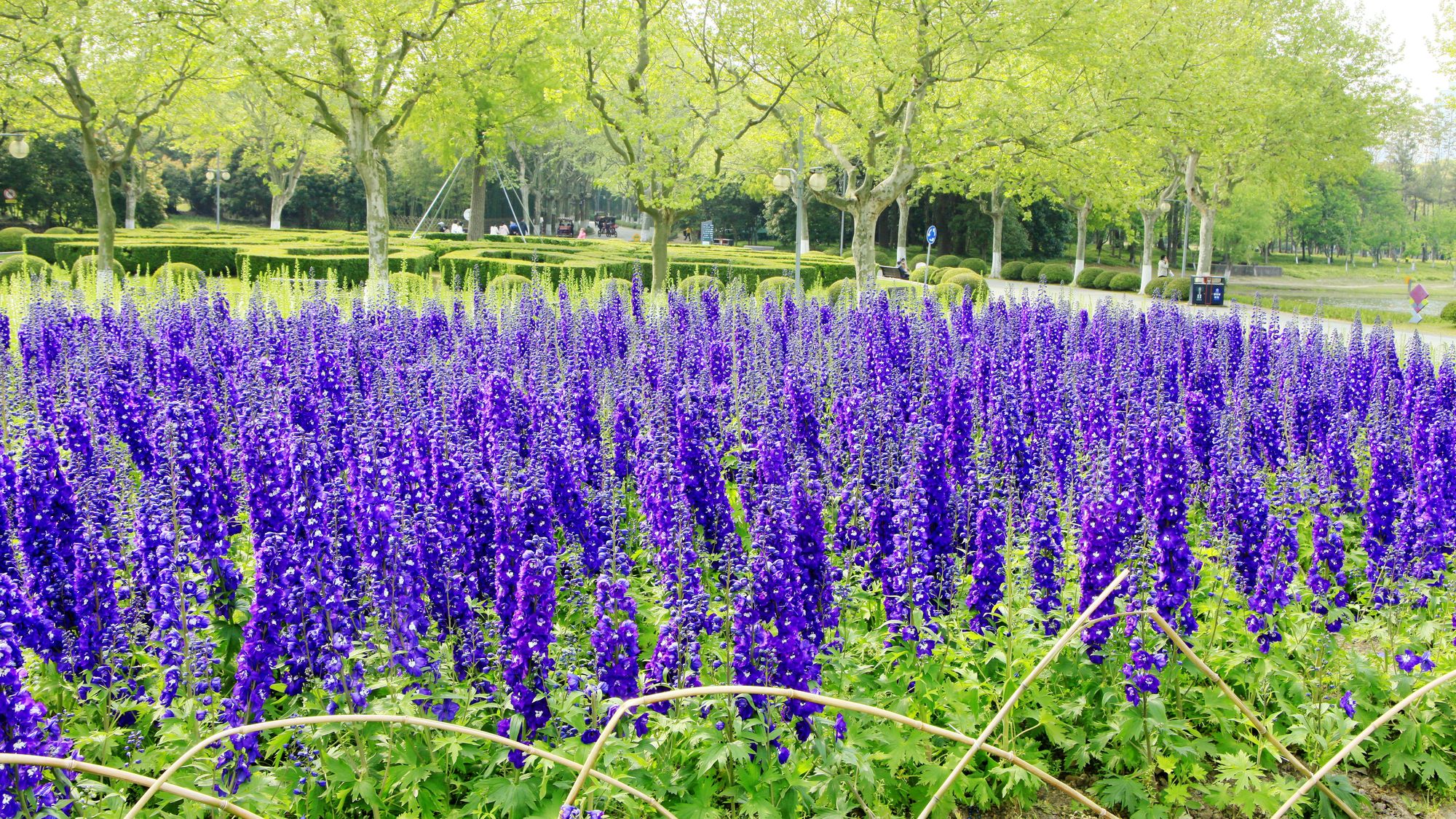 风信花_风信花小说_风信花漫画