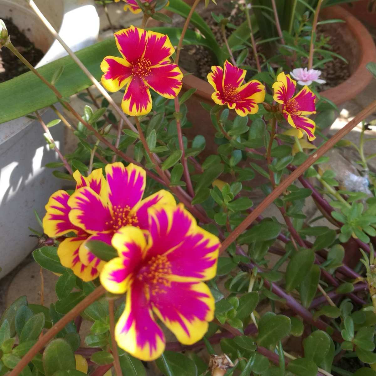 麻花社交_麻花聊天_社交麻将