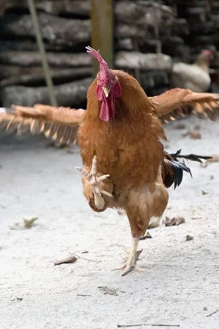 搞鸡游戏_搞鸡游戏_搞鸡游戏