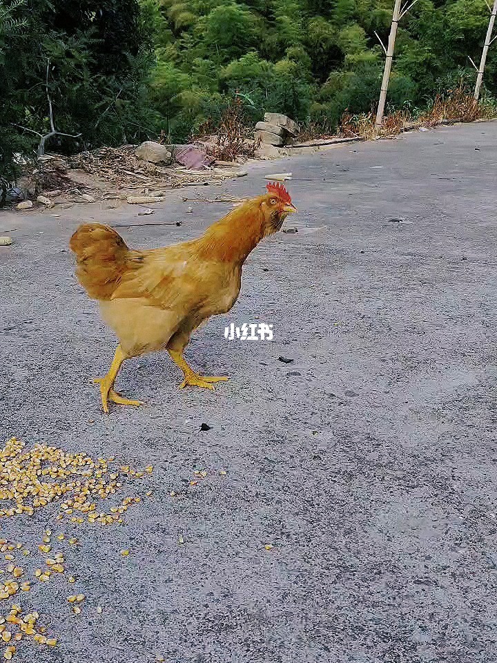 搞鸡游戏_搞鸡游戏_搞鸡游戏