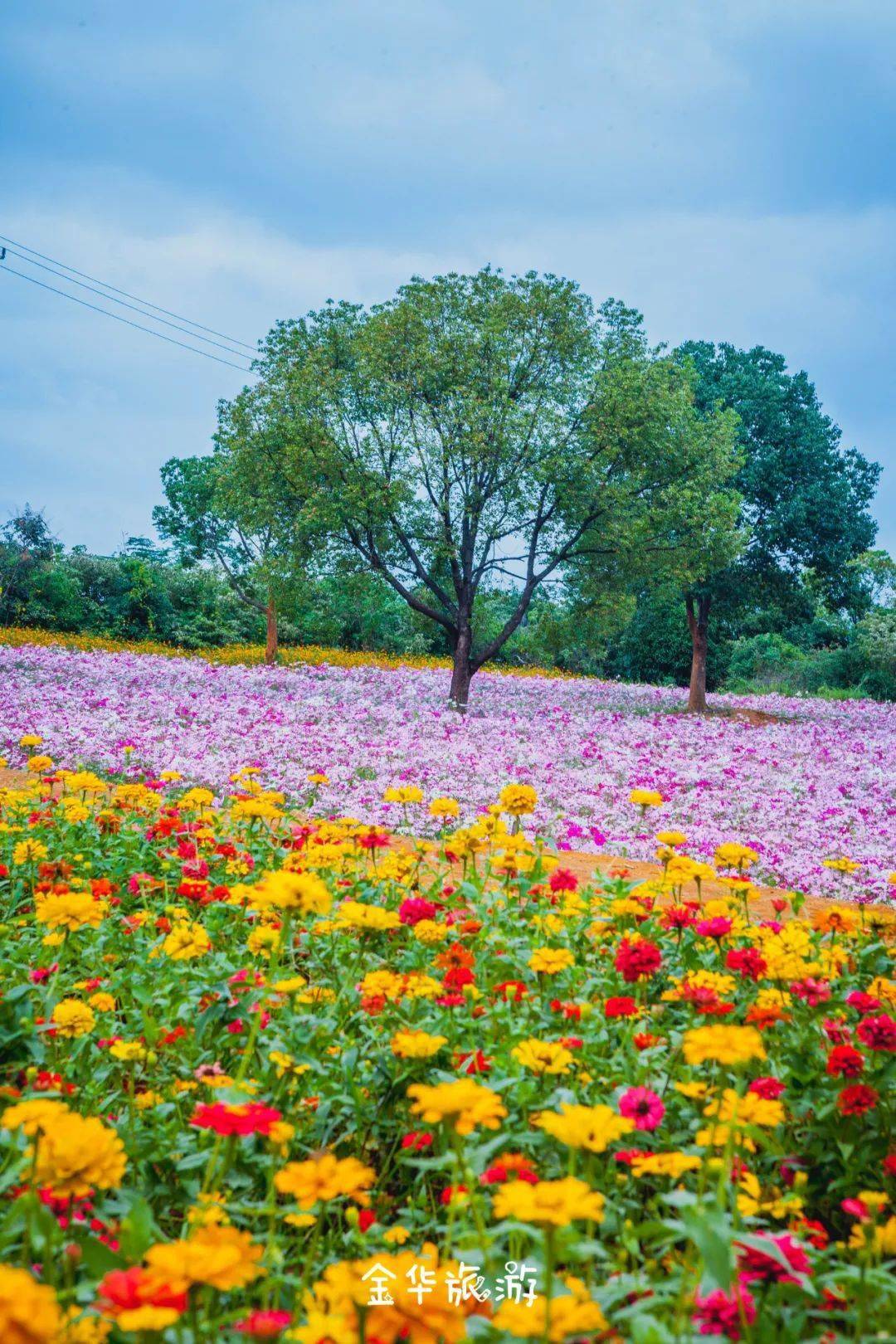 西尔芙_西尔芙_西尔芙英文