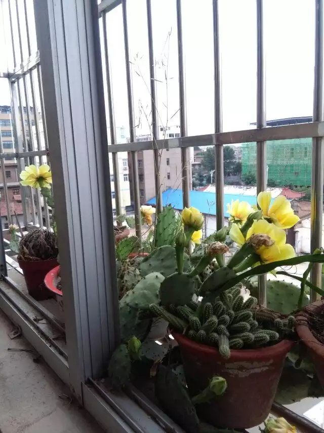 仙人掌下载_仙人掌下载安装安卓版官方_仙人掌app下载