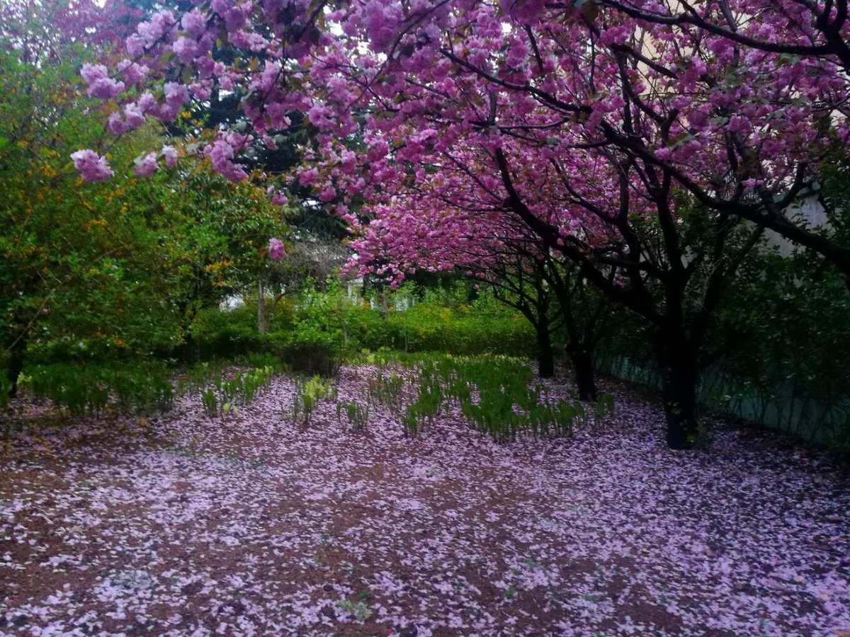 落花网在线观看_落花网在线观看_落花网在线观看