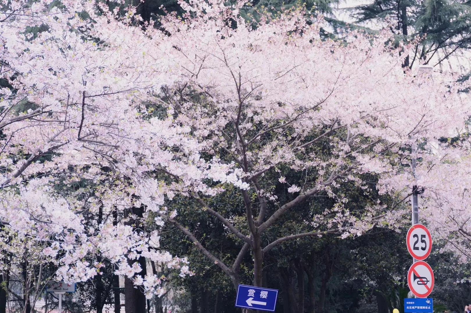 落花网在线观看_落花网在线观看_落花网在线观看