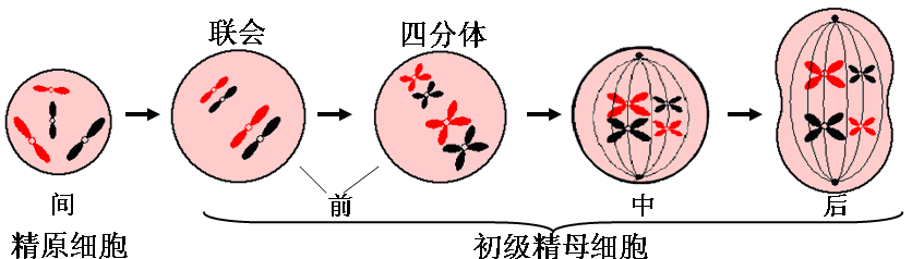 时间分裂时间分裂_凋亡细胞与坏死细胞_细胞分裂2