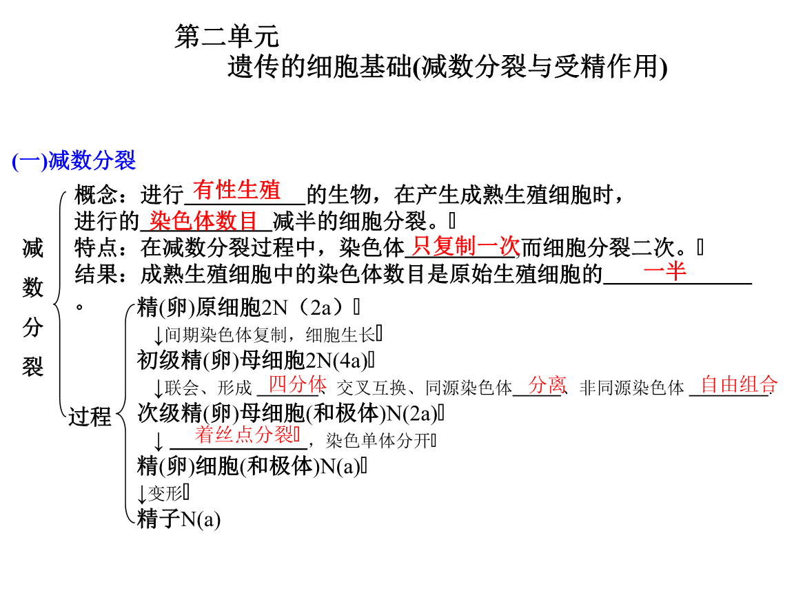 细胞分裂2_凋亡细胞与坏死细胞_时间分裂时间分裂