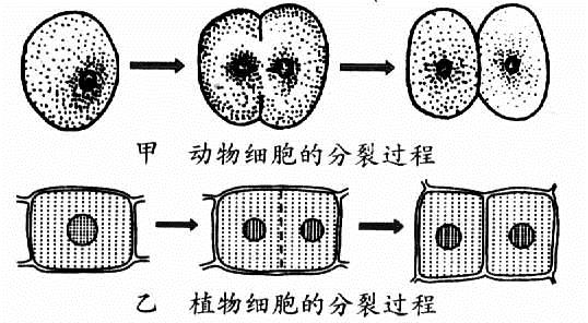 凋亡细胞与坏死细胞_细胞分裂2_时间分裂时间分裂