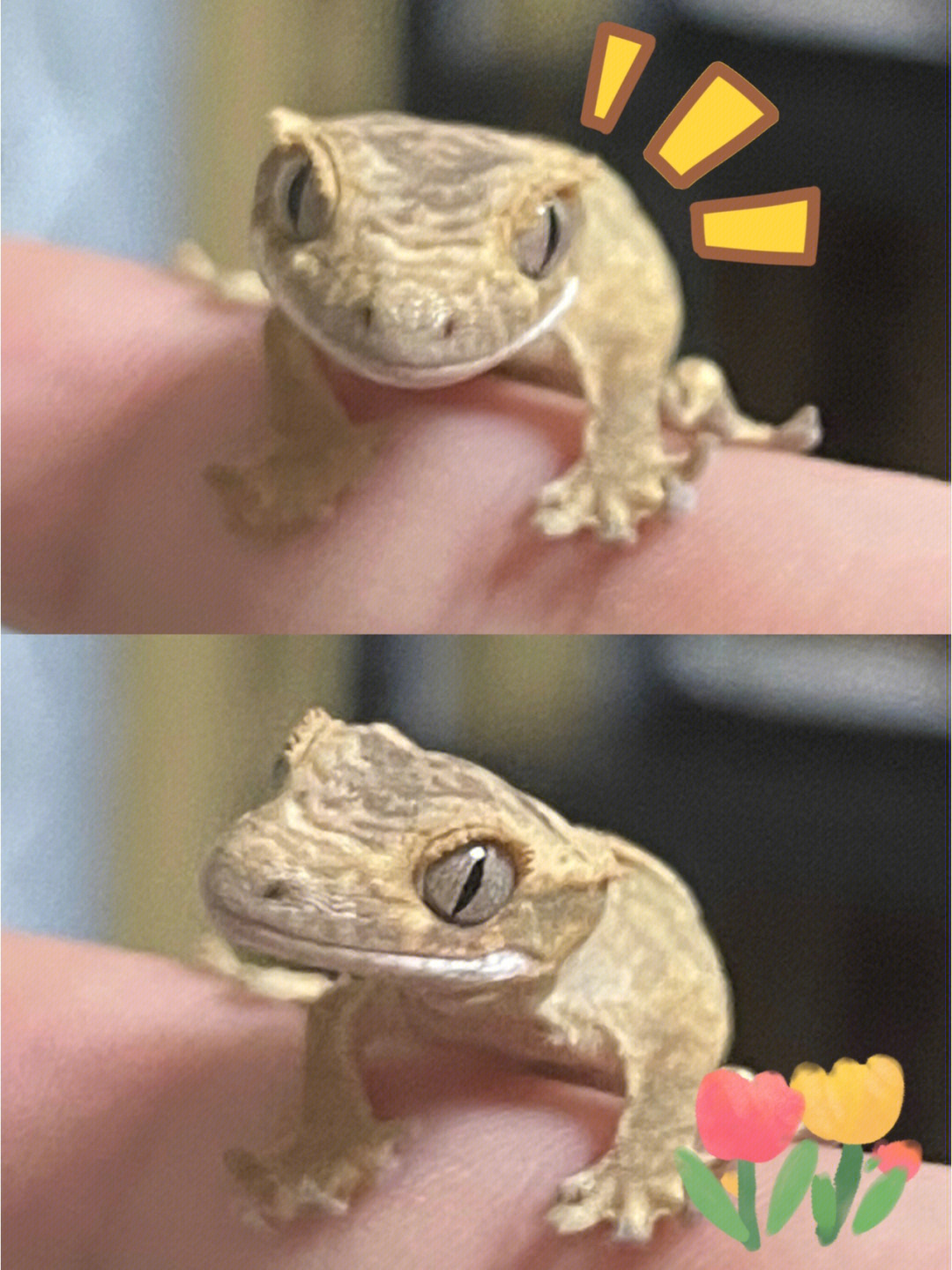 宠物龙猫多少钱一只_宠物龙_宠物龙猫