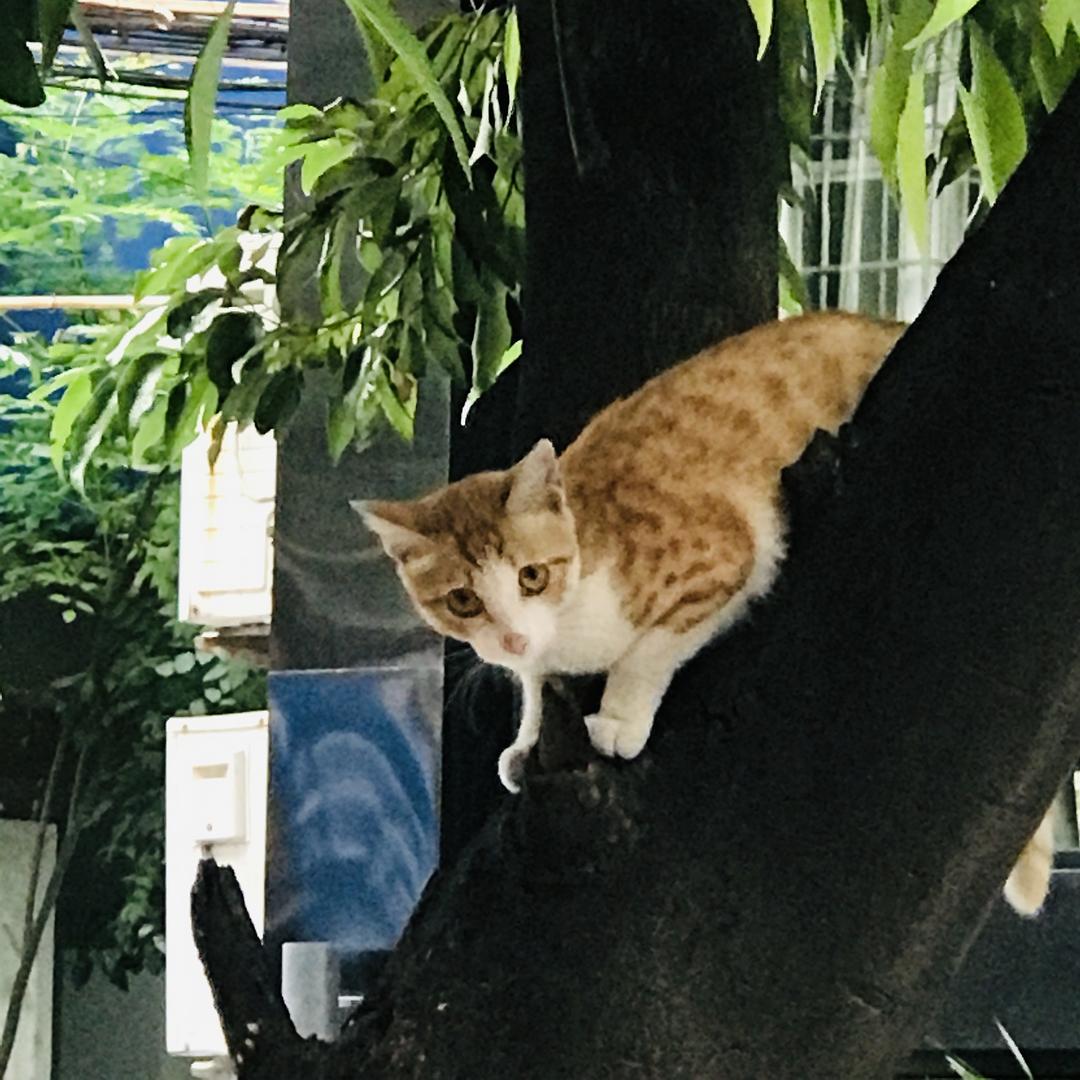 贪玩猫_贪玩猫龙之谷_贪玩猫龙之谷开服表