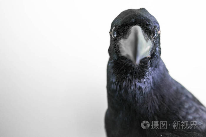 所有乌鸦都是全黑的正确吗_乌鸦黑是什么意思_乌鸦一般黑是指哪些生肖