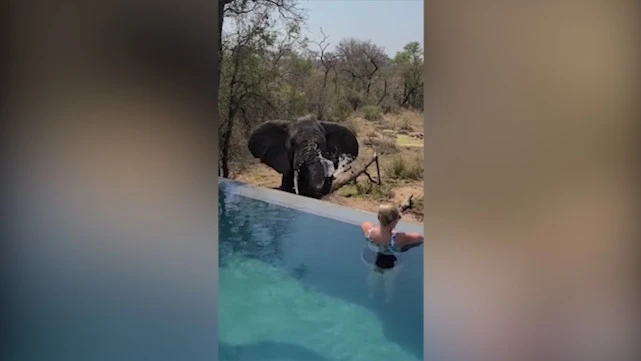 顽皮熊小小顽皮熊_猴顽皮聪慧个人主义者_顽皮猴
