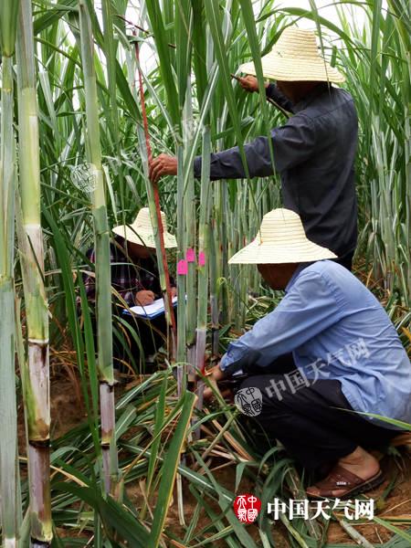 甘蔗视频_甘蔗视频1080p下载_甘蔗视频图片