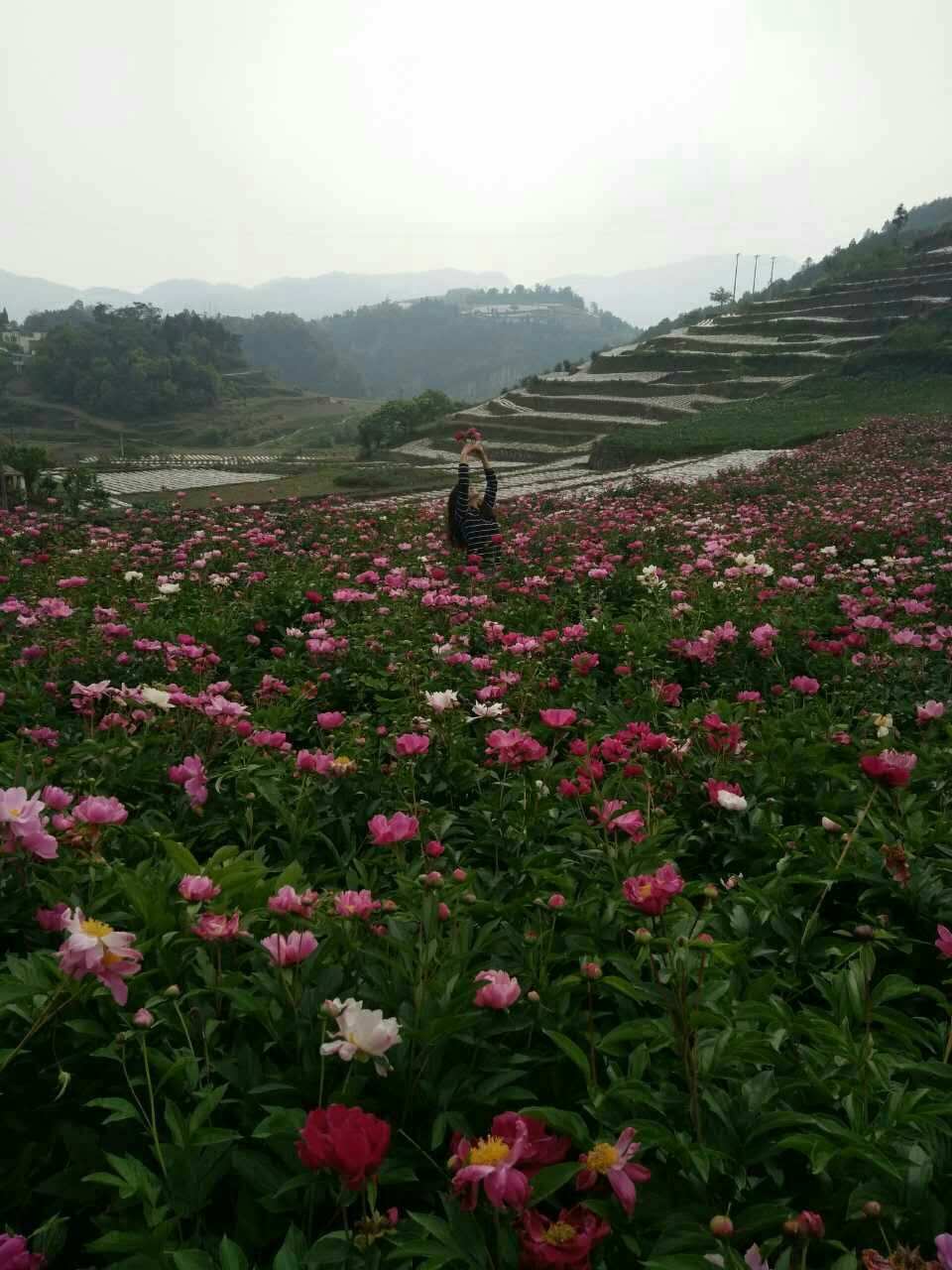 情花谷_情花谷_情花谷