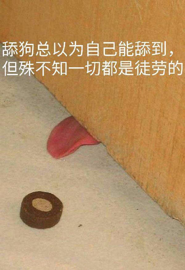 舔狗表情包_舔狗表情包熊猫头_发舔狗表情包