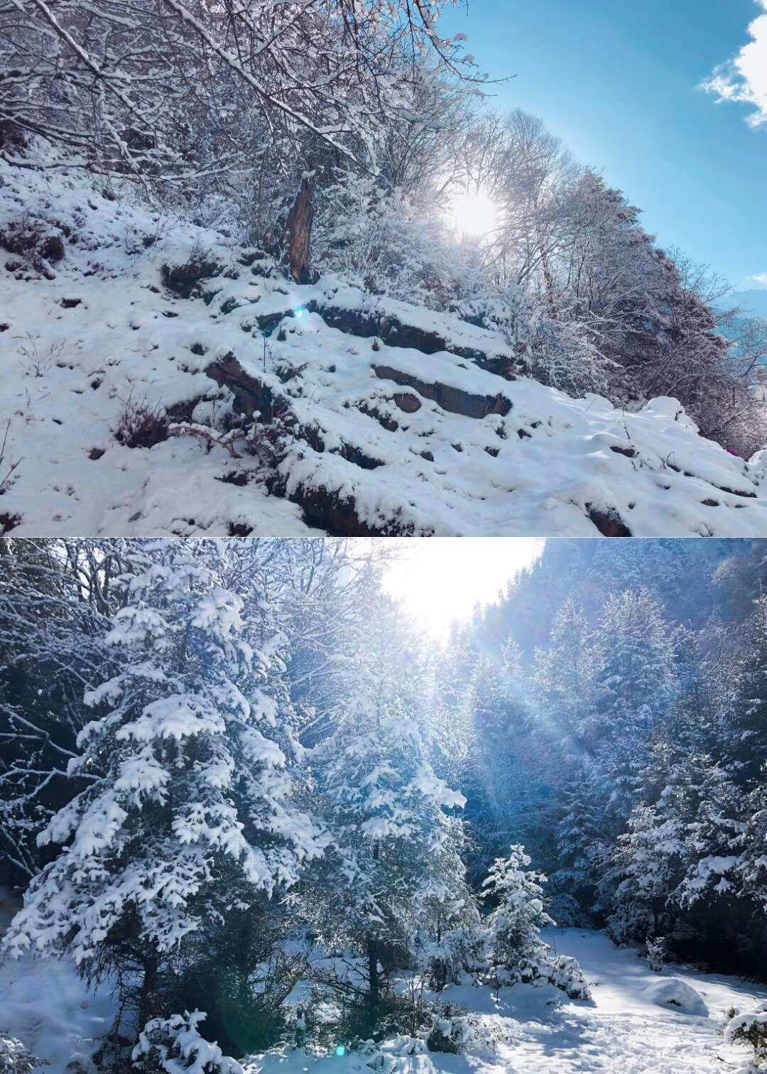 雪山熊弟原始人_雪山兄弟原始人_雪山猿人真的存在吗