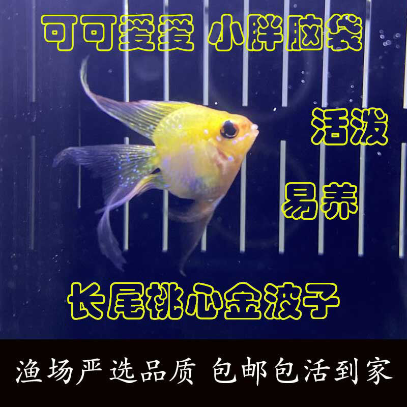 爱心鱼_爱心鱼进化图_爱心鱼怎么进化
