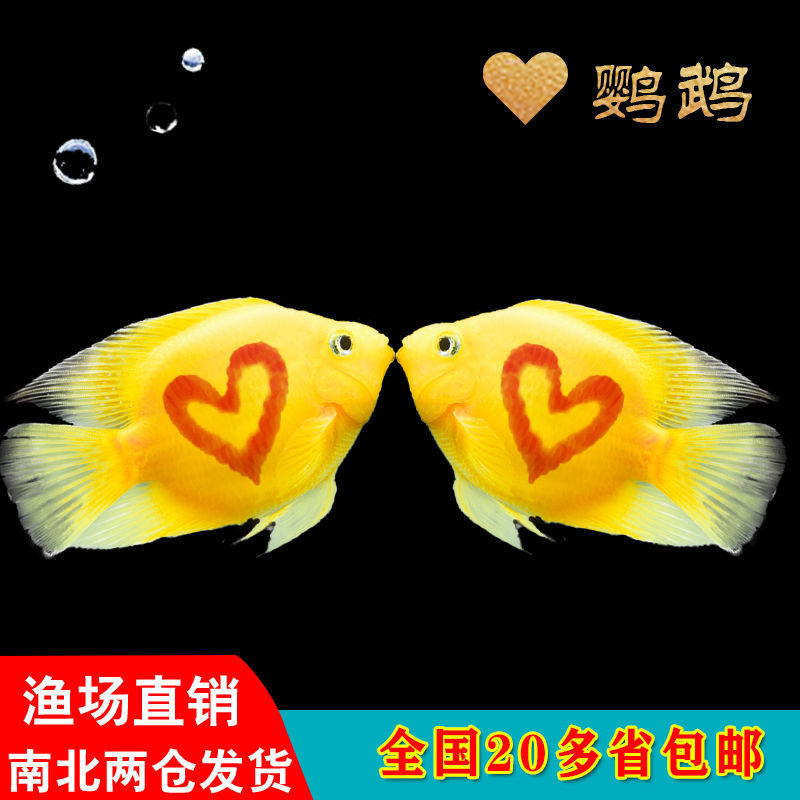 爱心鱼怎么进化_爱心鱼进化图_爱心鱼