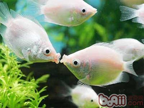 爱心鱼进化图_爱心鱼怎么进化_爱心鱼