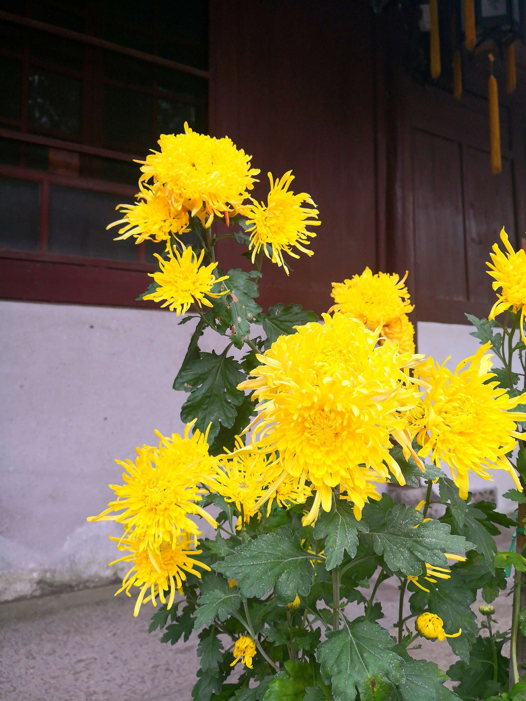 待到重阳日还来就菊花的意思_待到重阳日还来就菊花的意思_待到重阳日还来就菊花的