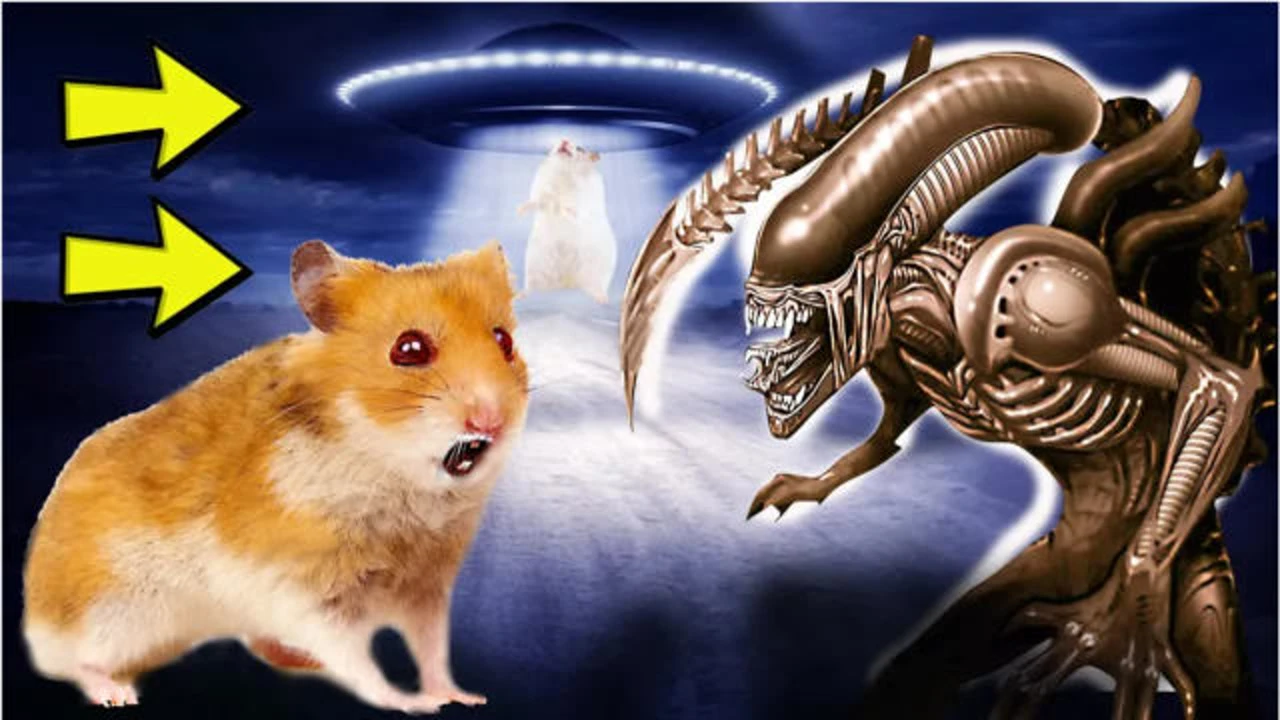 星际仓鼠是什么游戏_星际仓鼠_星际仓鼠什么意思