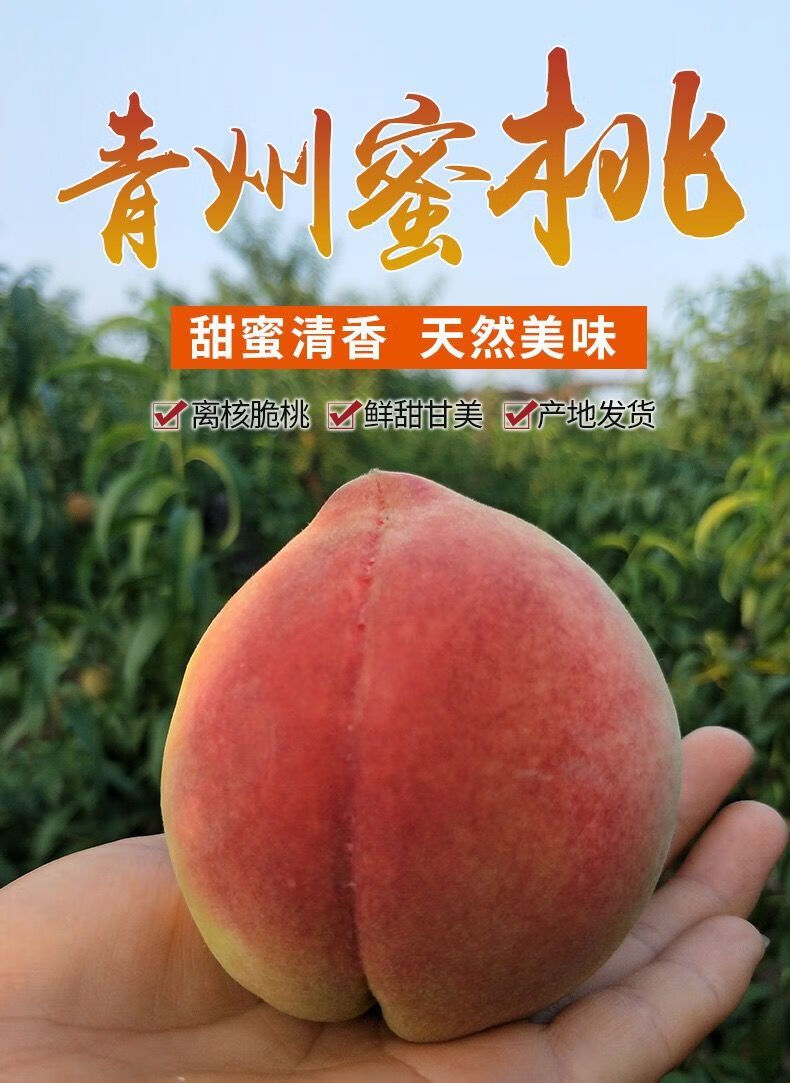 天天飞车小蜜桃和特工_特工秘密_蜜桃特工