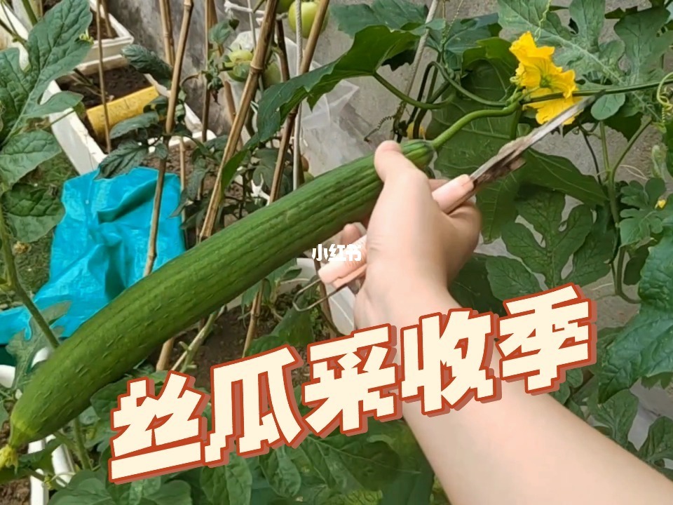 无遮无挡丝瓜视频_无遮无挡丝瓜视频_无遮无挡丝瓜视频