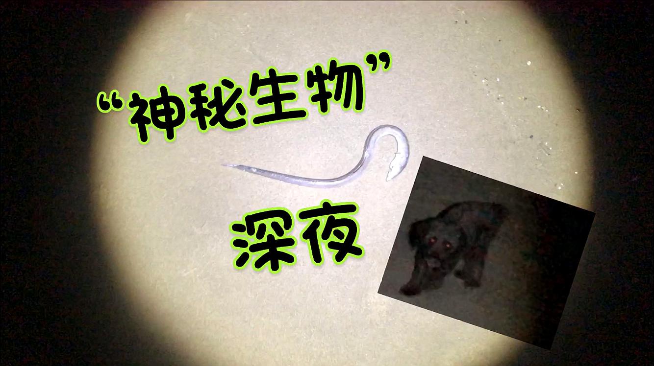 《山海经》异兽录破解版_山海经异兽录破解版满v版_山海经异兽录单机破解版