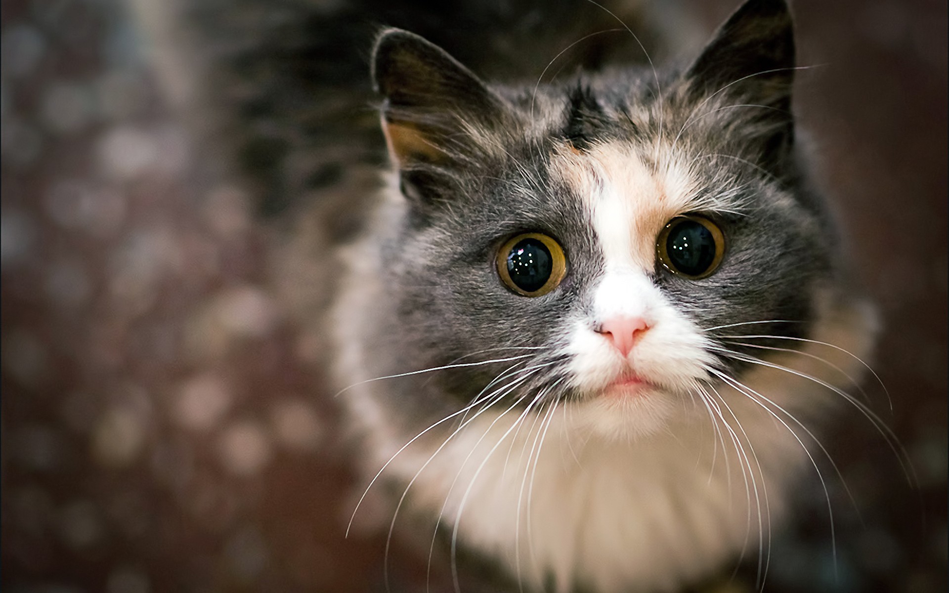 猫咪www免费人成网站_猫咪www免费人成网站_猫咪www免费人成网站