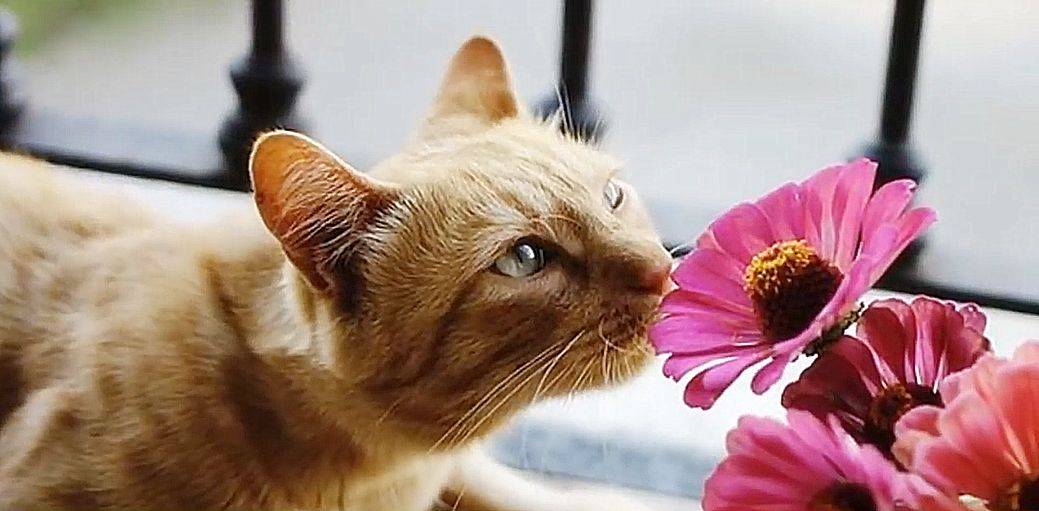 猫咪www免费人成网站_猫咪www免费人成网站_猫咪www免费人成网站