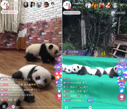 熊猫直播app_熊猫直播平台_熊猫直播官网