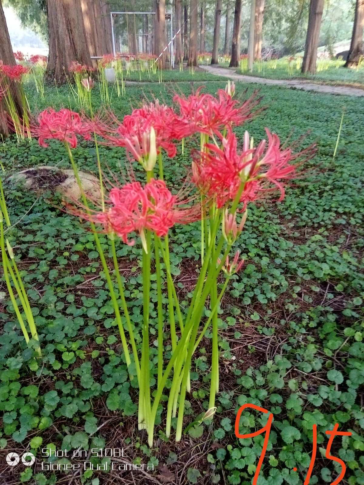 彼岸花游戏攻略乙女_彼岸花游戏测评_彼岸花游戏