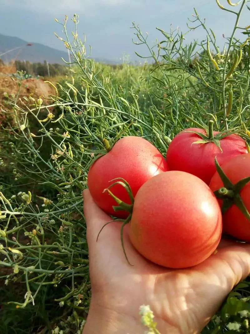 番茄免费_番茄免费阅读小说app下载_番茄免费阅读官方下载