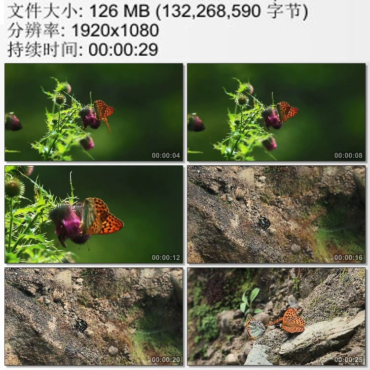 蝴蝶龙_蝴蝶龙图片_蝴蝶龙鲤多少钱一条