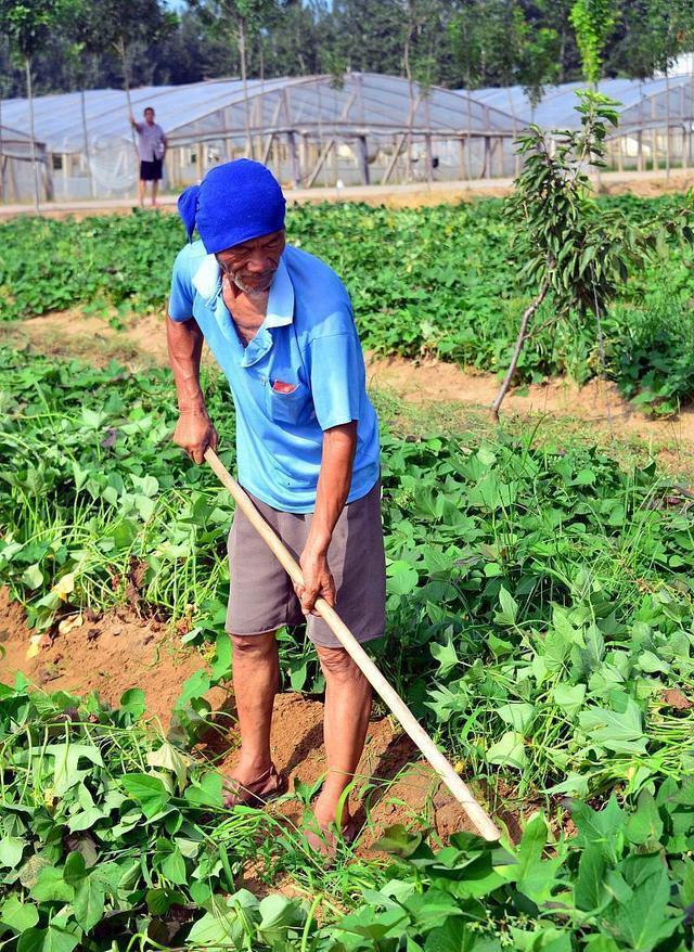 农民种地的游戏_农民种地app_手机版农民不种地的游戏