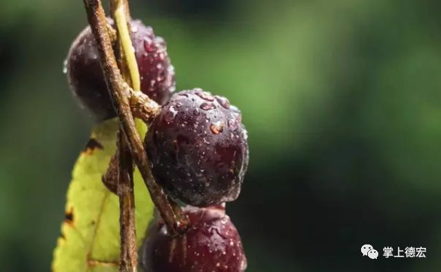 曾血鬼果林_增血鬼果林_增血鬼果林人物介绍